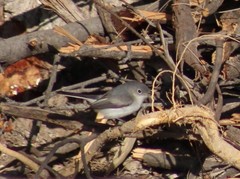 Polioptila caerulea