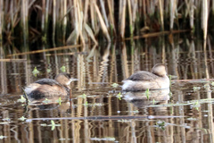 Tachybaptus ruficollis
