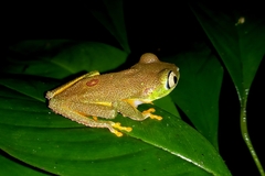 Hylomantis granulosa