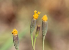 Tagetes verticillata