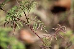 Tagetes verticillata