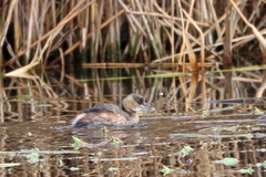 Tachybaptus ruficollis
