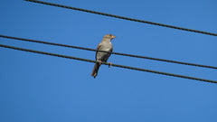Passer domesticus