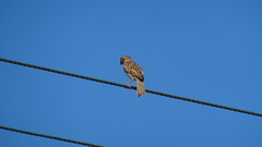 Passer domesticus
