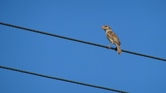 Passer domesticus