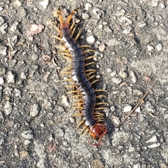 Scolopendra angulata