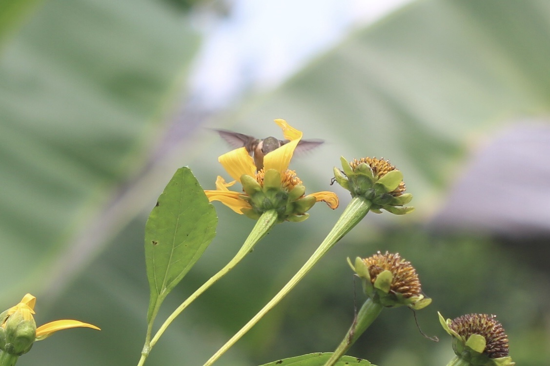 Little Woodstar (Chaetocercus bombus), photo 6