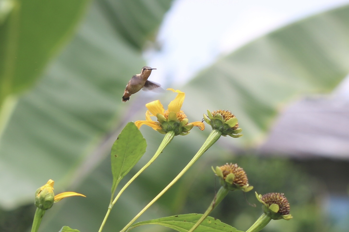 Little Woodstar (Chaetocercus bombus), photo 7