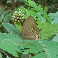 Hermeuptychia canthe