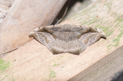 Oxydia scriptipennaria