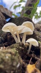 Agaricales