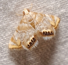 Eoparargyractis irroratalis