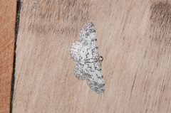 Hymenomima umbelularia