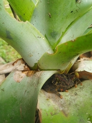 Rhinella veraguensis