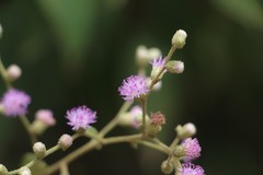 Lepidaploa canescens