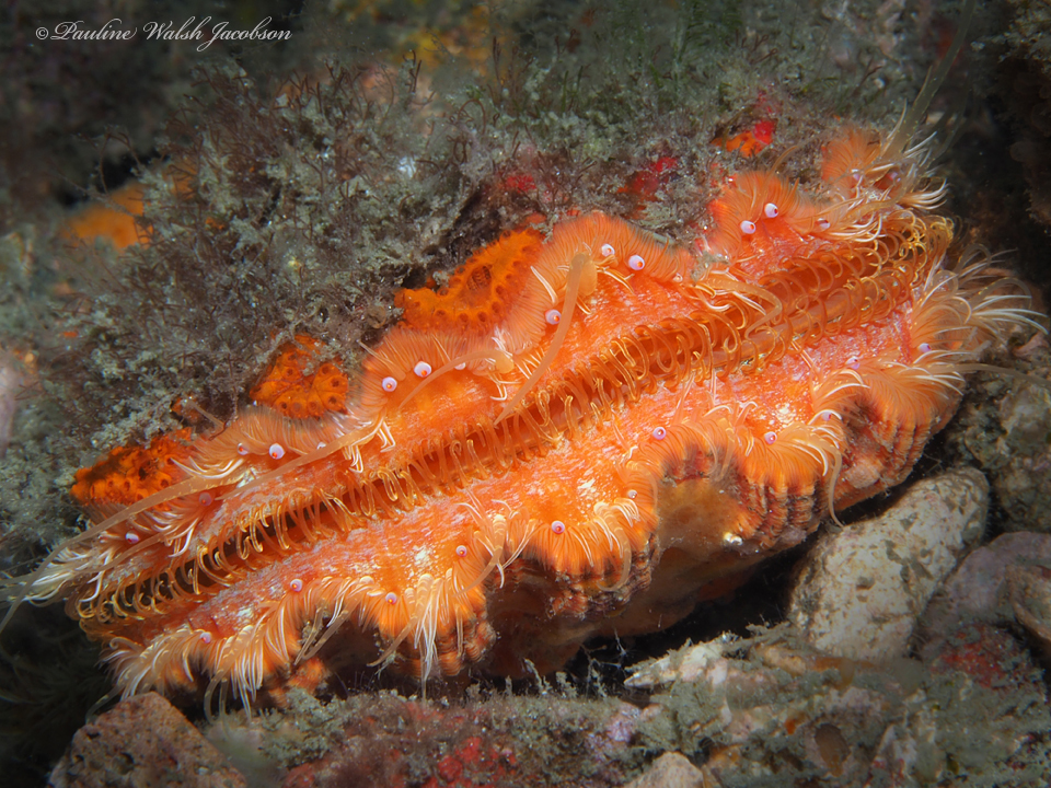 Lions-paw Scallop