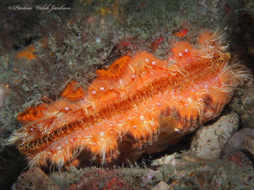 Nodipecten nodosus (Linnaeus, 1758)