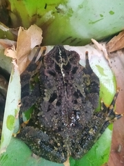 Rhinella veraguensis