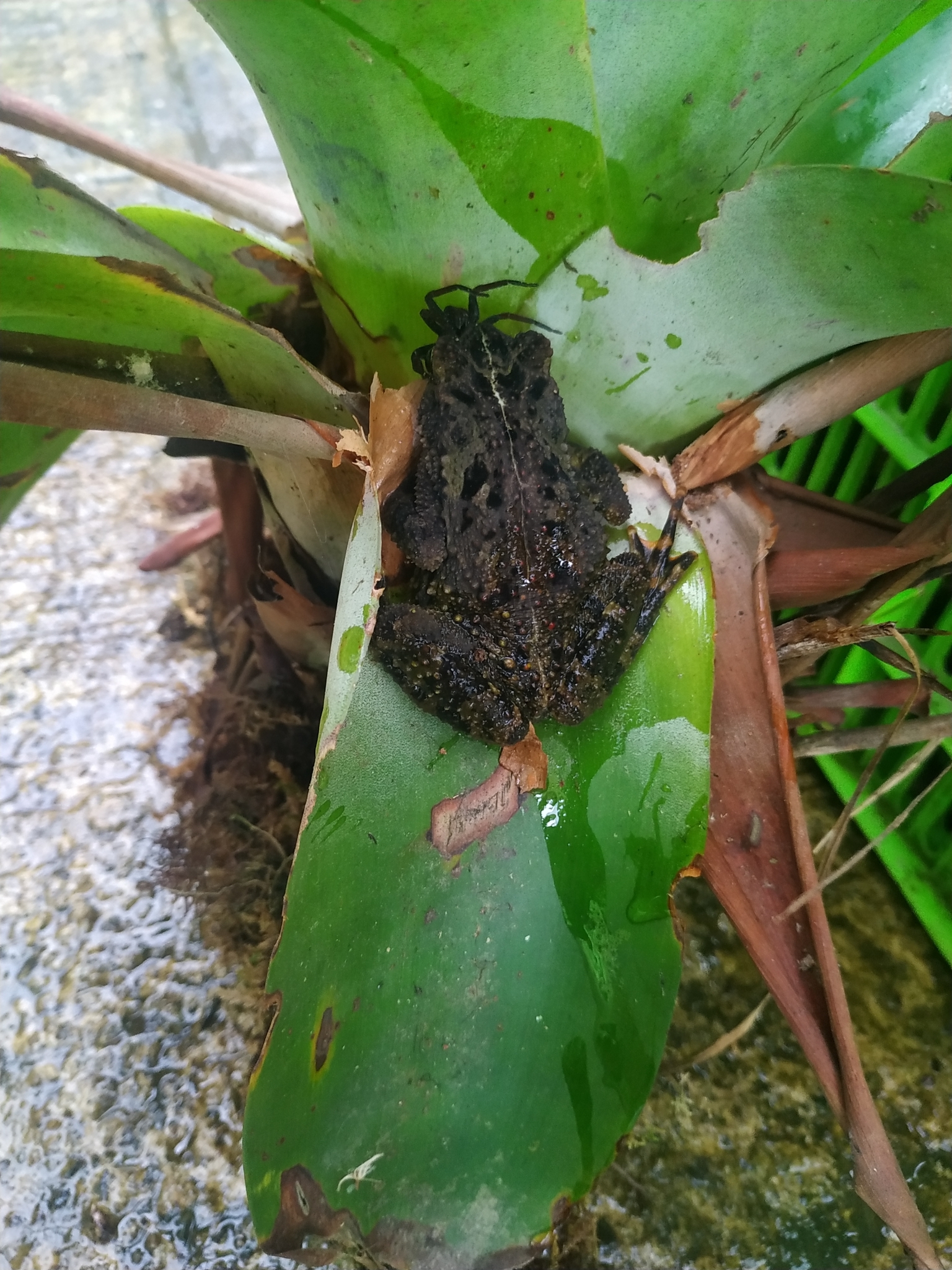 Rhinella veraguensis (Schmidt, 1857)