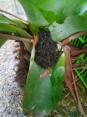 Rhinella veraguensis