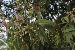 Lepidaploa canescens