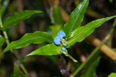 Commelina obliqua