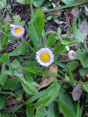 Erigeron pulchellus
