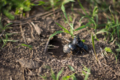 Lethrus apterus