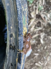 Exerodonta smaragdina