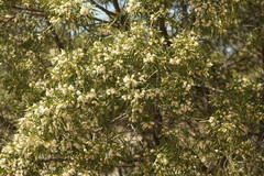 Eremophila mitchellii