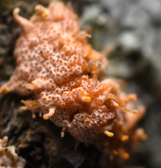 Stilbocrea macrostoma