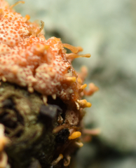 Stilbocrea macrostoma