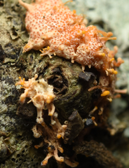 Stilbocrea macrostoma