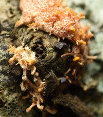 Stilbocrea macrostoma