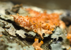 Stilbocrea macrostoma