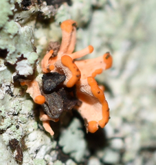 Stilbocrea macrostoma