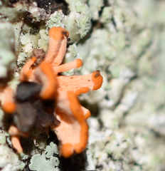 Stilbocrea macrostoma