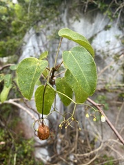 Jatropha hernandiifolia