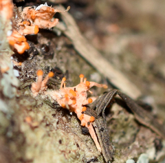 Stilbocrea macrostoma