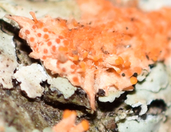 Stilbocrea macrostoma