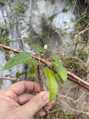 Jatropha hernandiifolia