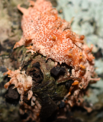 Stilbocrea macrostoma