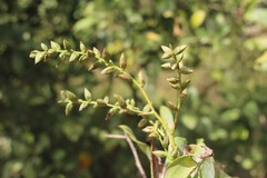Catopsis sessiliflora