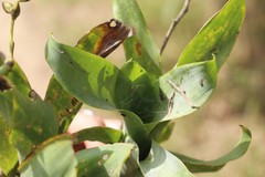 Catopsis sessiliflora