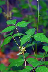 Toxicodendron radicans divaricatum