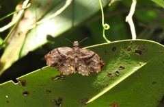 Helias phalaenoides
