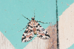Conchylodes bryophilalis