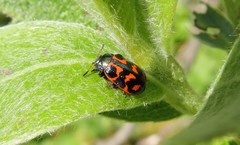 Chrysomela lapponica