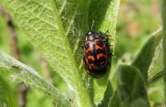 Chrysomela lapponica