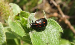 Chrysomela lapponica